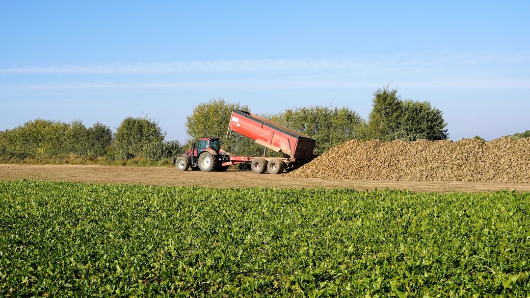 Roter Traktor entlädt Erntegut von einem großen Kippanhänger auf einem Feld.